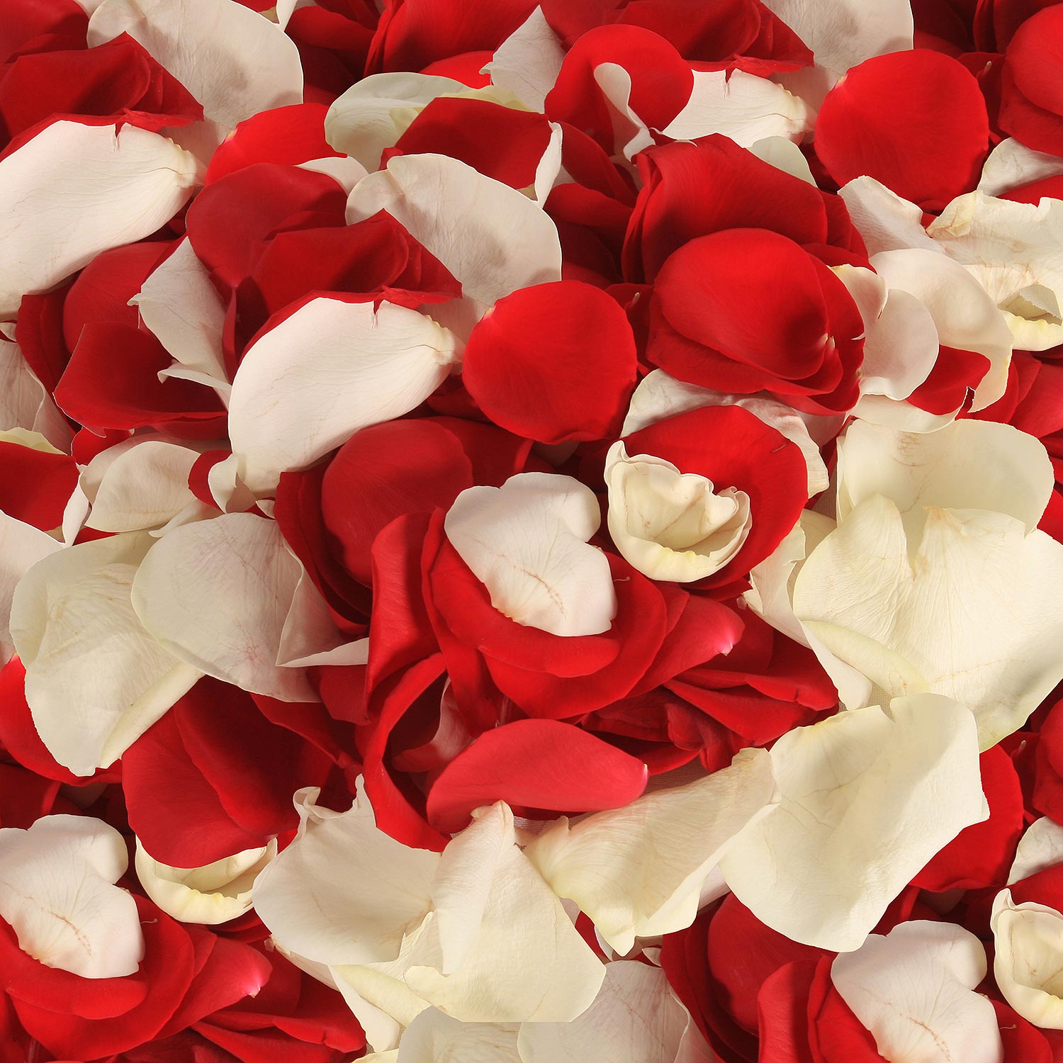 Rose Petals Red - White