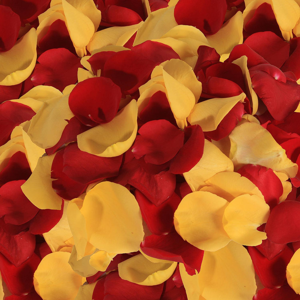 Rose Petals Yellow - Red