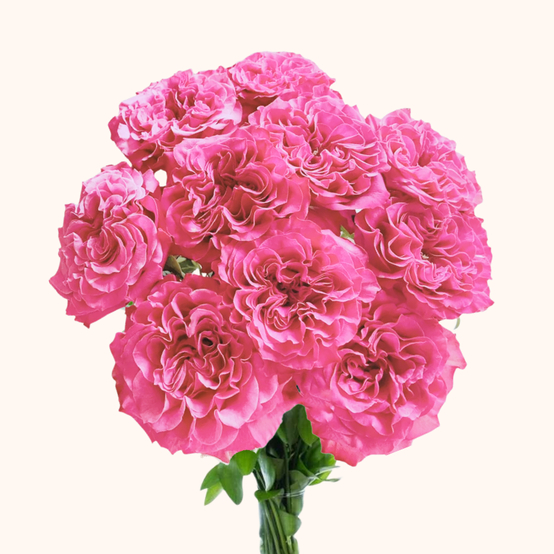 Passion IN Pink Garden Roses