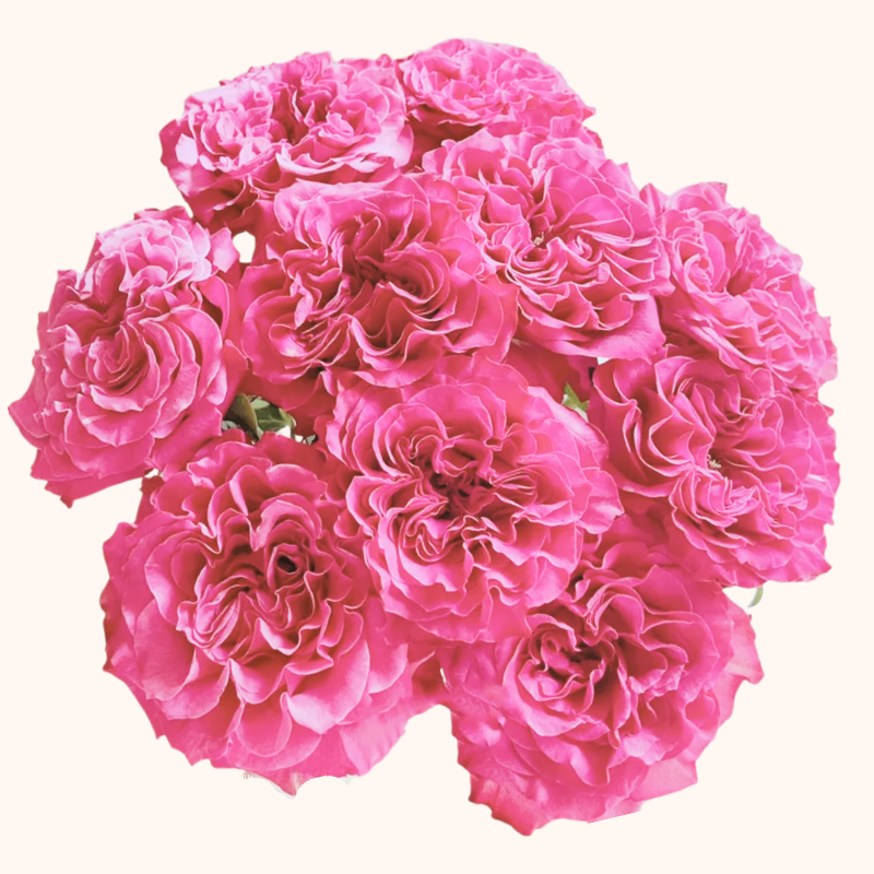 Passion IN Pink Garden Roses