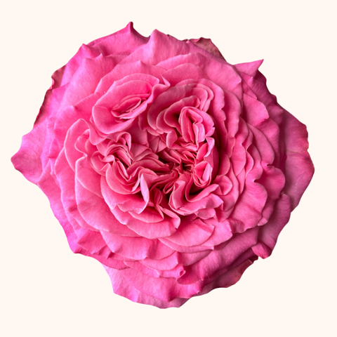 Passion IN Pink Garden Roses