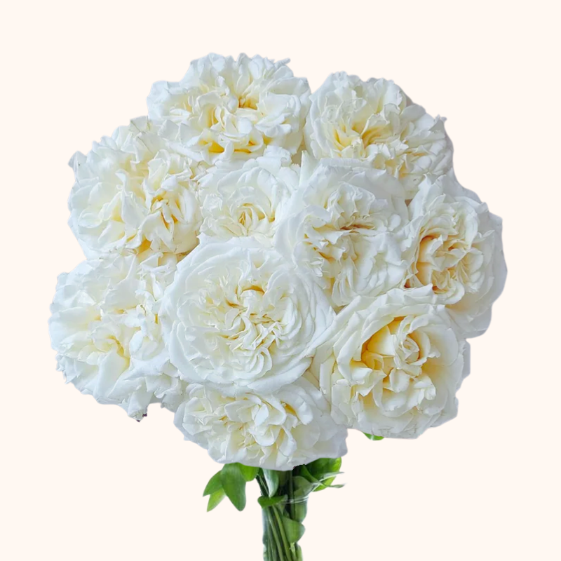 Passion in White Garden Roses