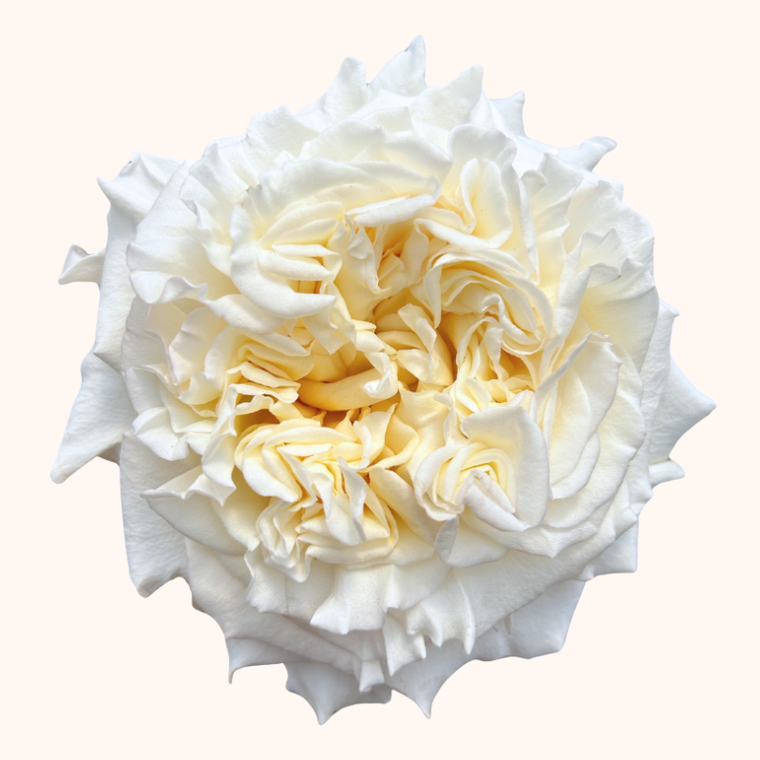 Passion in White Garden Roses
