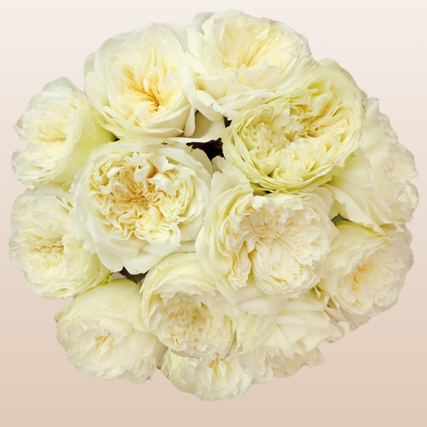 Patience David Austin Ivory Garden Roses