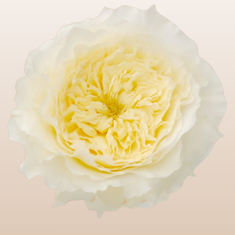 Patience David Austin Ivory Garden Roses