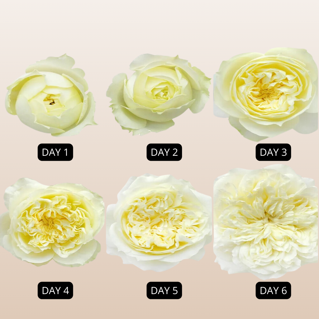Patience David Austin Ivory Garden Roses