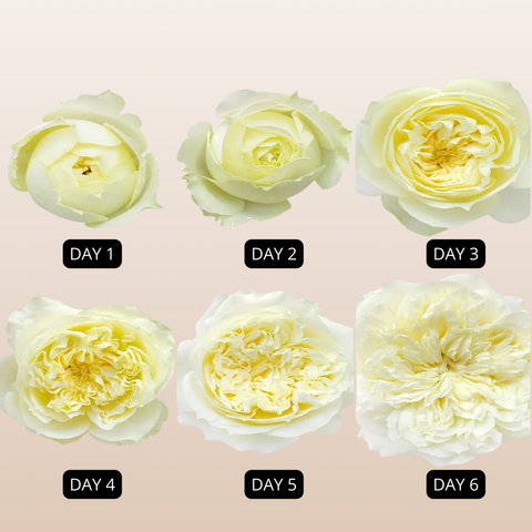 Patience David Austin Ivory Garden Roses