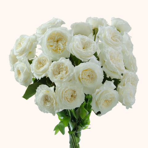 Patience David Austin Ivory Garden Roses