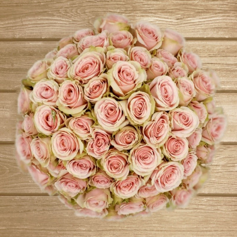Peach irishka Light Pink Spray Rose EbloomsDirect Eblooms Farm Direct Inc.