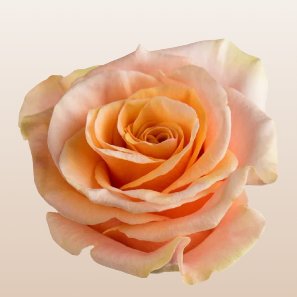 Phoenix Roses
