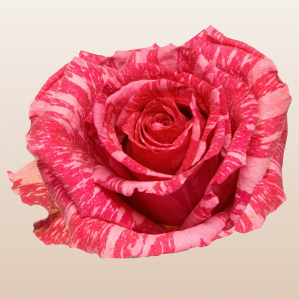 Pink Intuition Rose Variety - Hot Pink Roses near me - EbloomsDirect