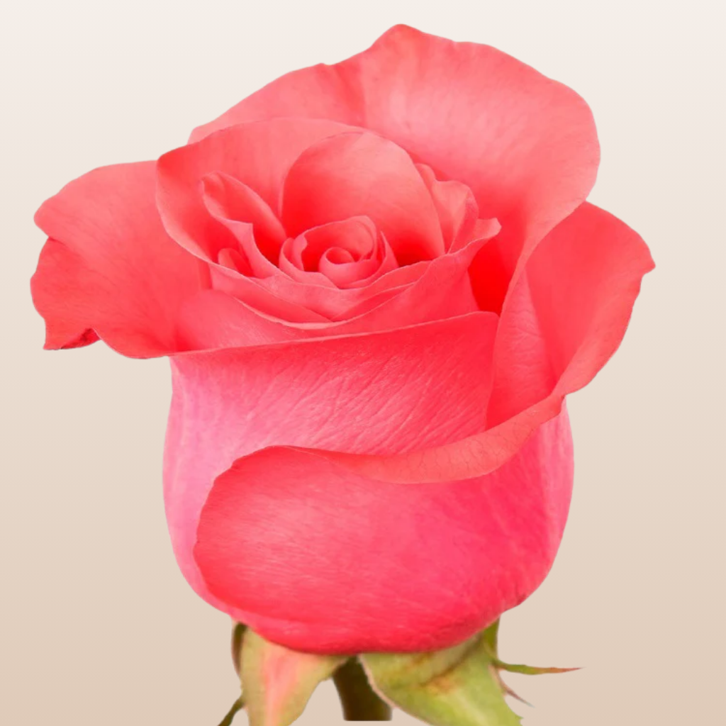 Pink Love Roses