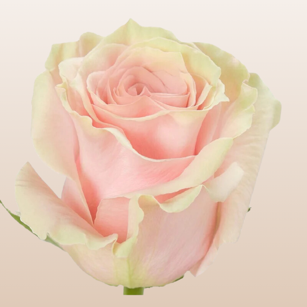 Pink Mondial Roses