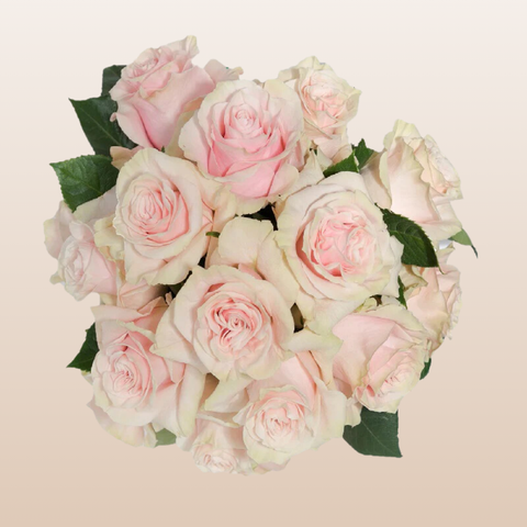 Pink Mondial Roses