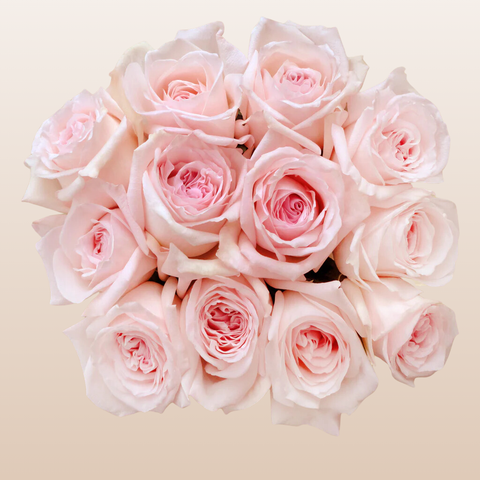Pink O'hara Garden Roses