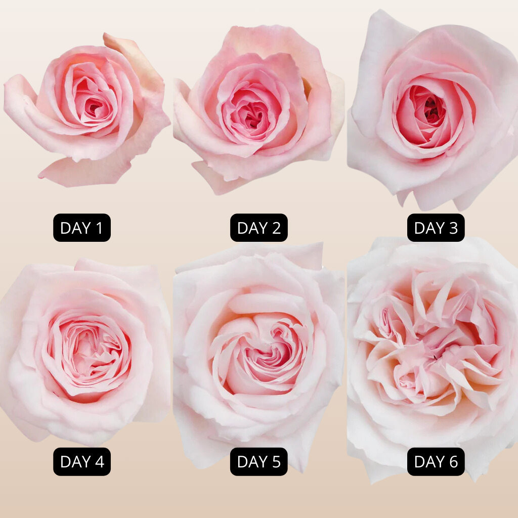 Pink O'hara Garden Roses