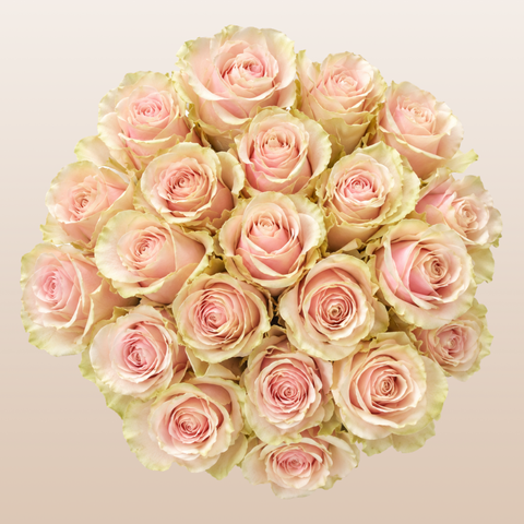 Pink Mondial Roses