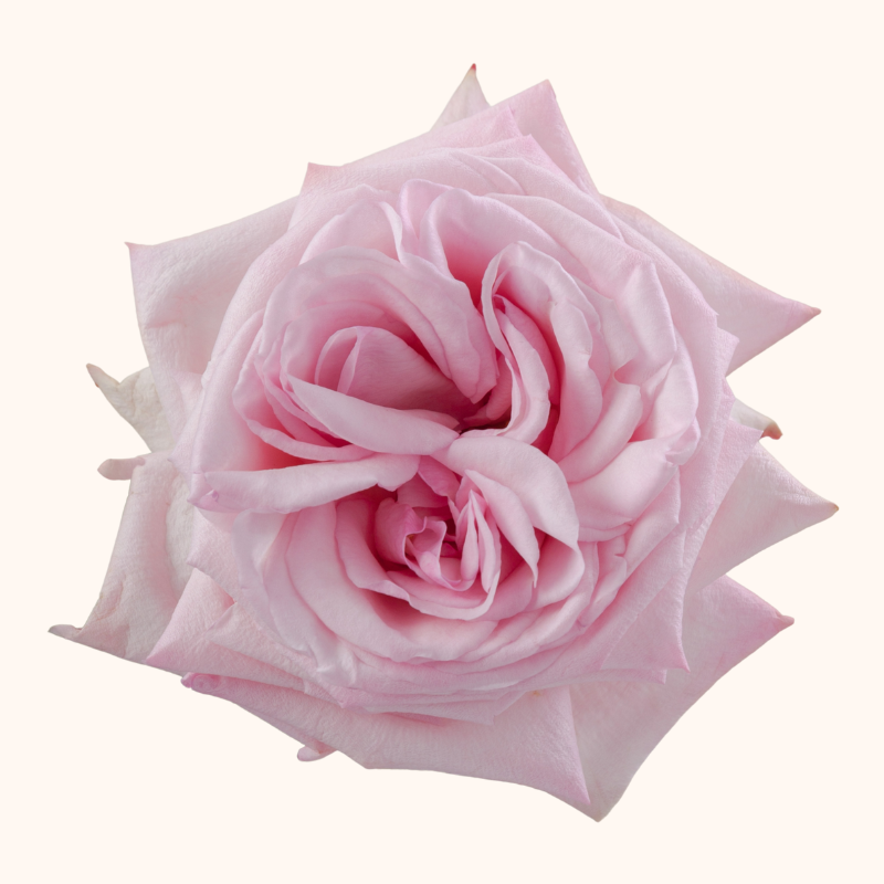 Pink O'hara Garden Roses