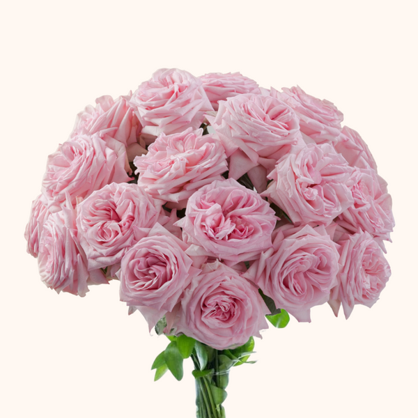 Garden Roses Pink O'hara Light Pink – EbloomsDirect
