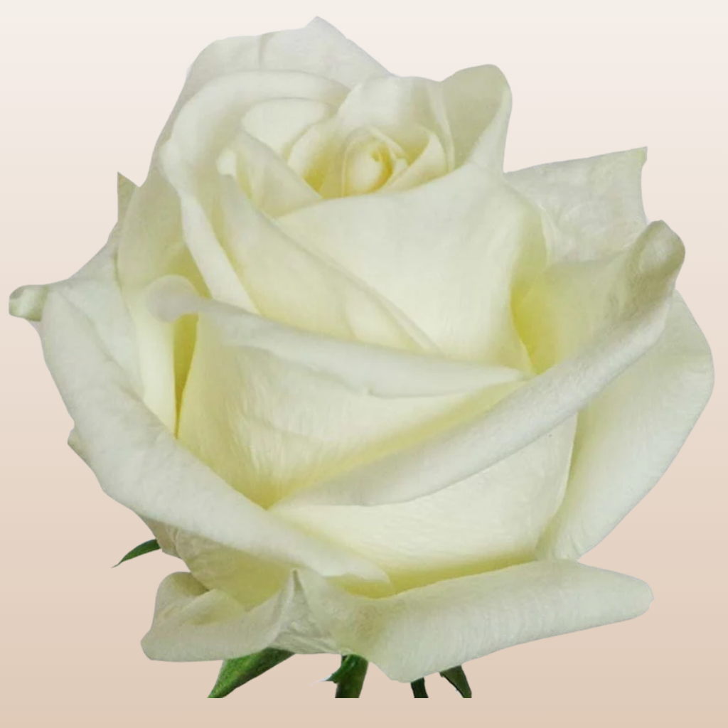 Polar Star Roses