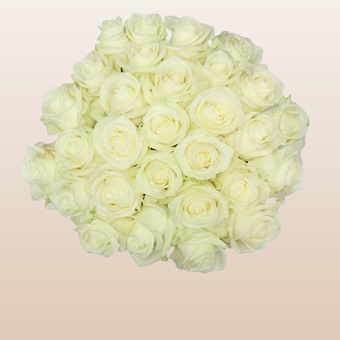 Polar Star Roses
