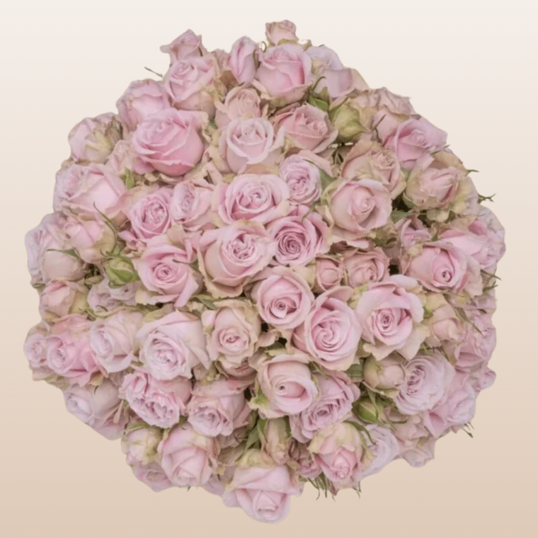 Portrait Light Pink Spray Roses