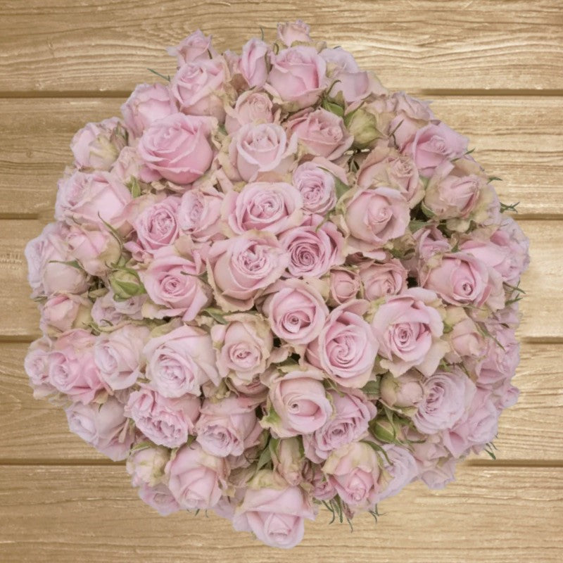 Portrait Light pink Spray Roses - EbloomsDirect