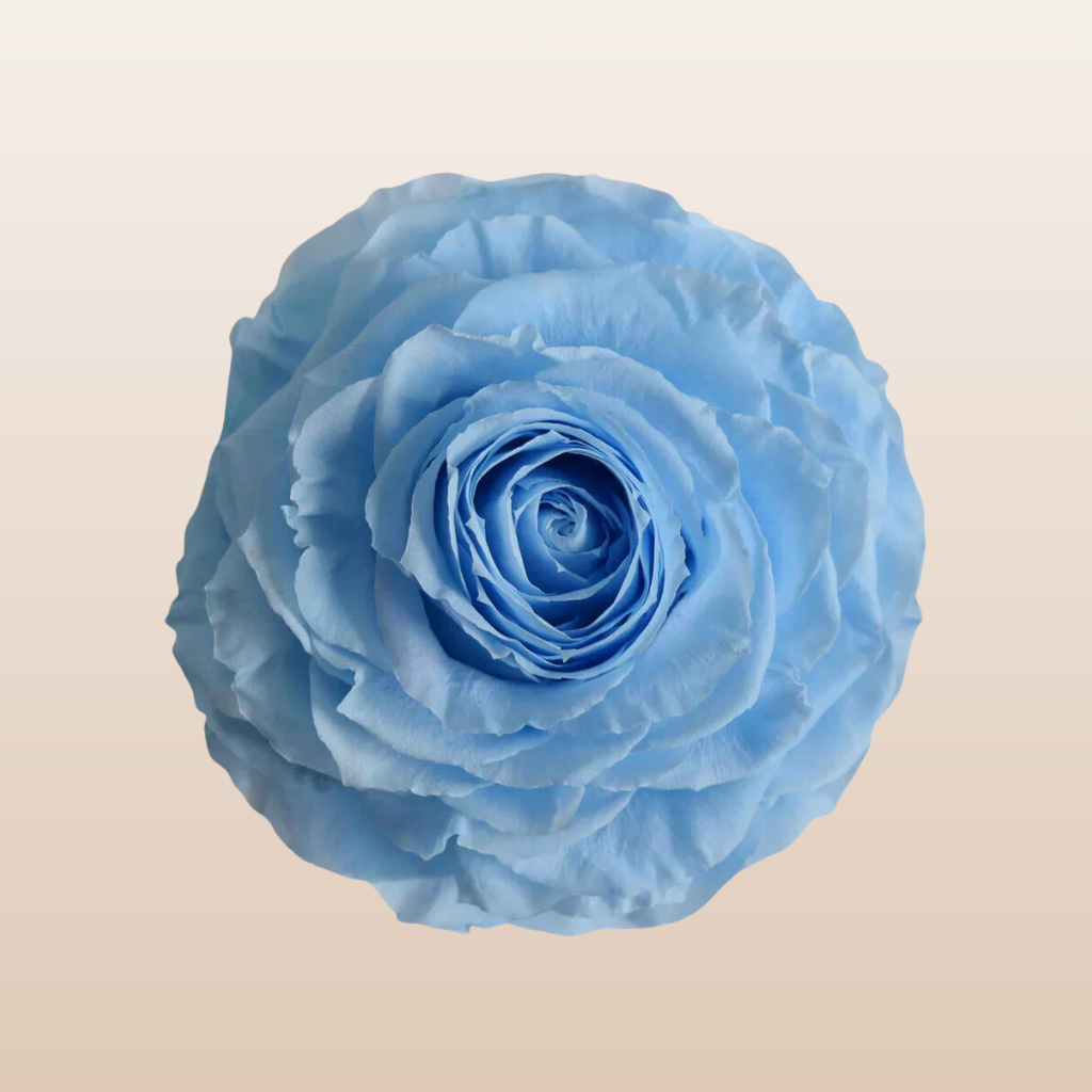 Preserved Roses Baby Blue
