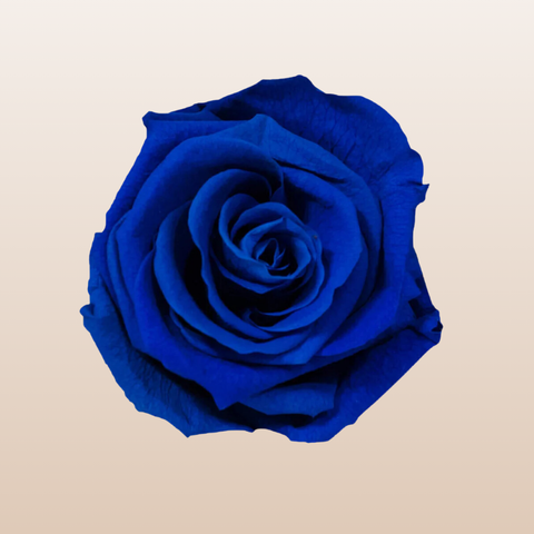 Preserved Roses Blue