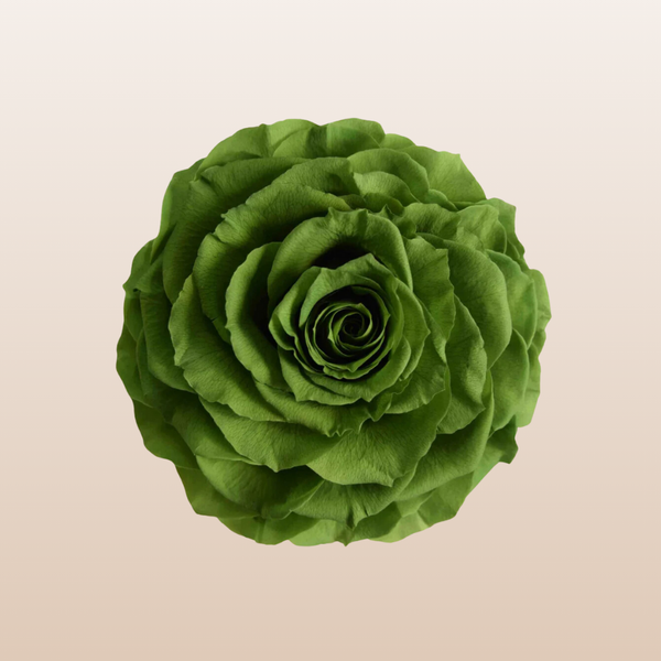 Preserved Roses Green Forest – Eblooms Farm Direct Inc.