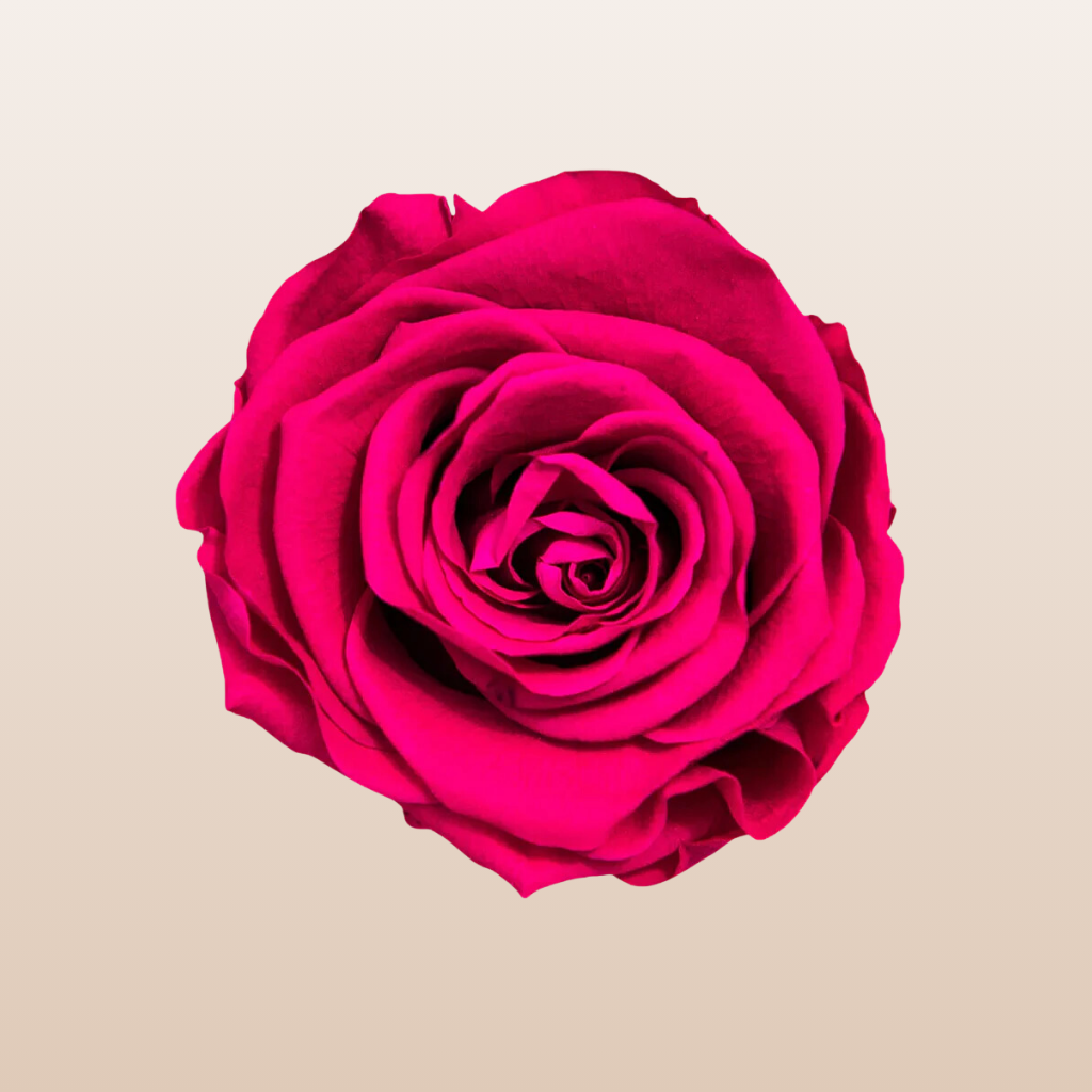 Preserved Roses Hot Pink