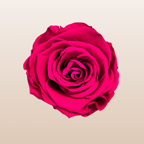 Preserved Roses Hot Pink