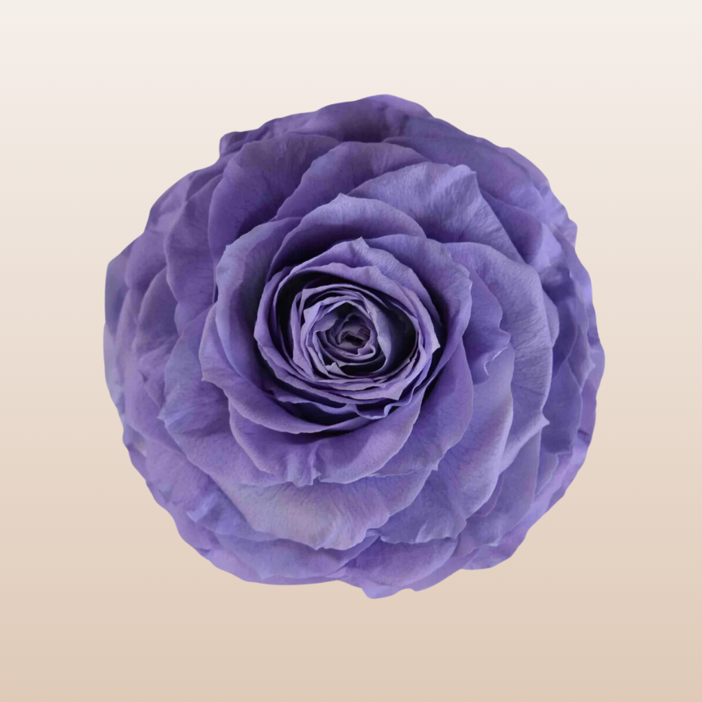 Preserved Roses Lavender