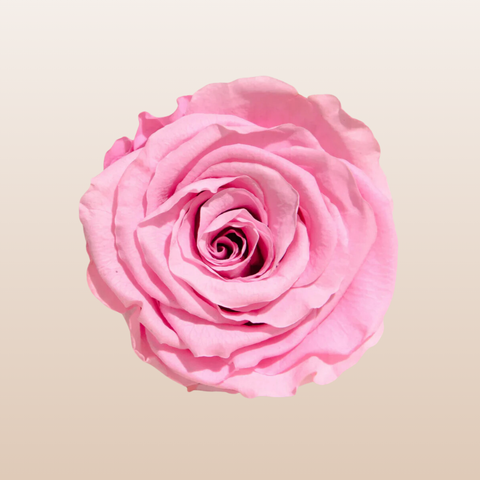 Preserved Roses Light Pink