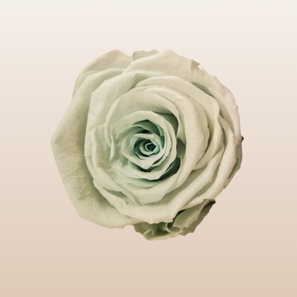 Preserved Roses Mint