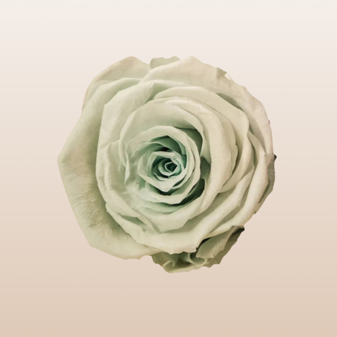 Preserved Roses Mint