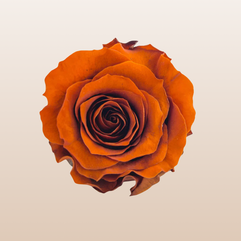 Preserved Roses Orange Bronze