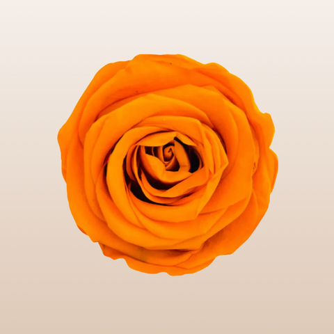 Preserved Roses Orange