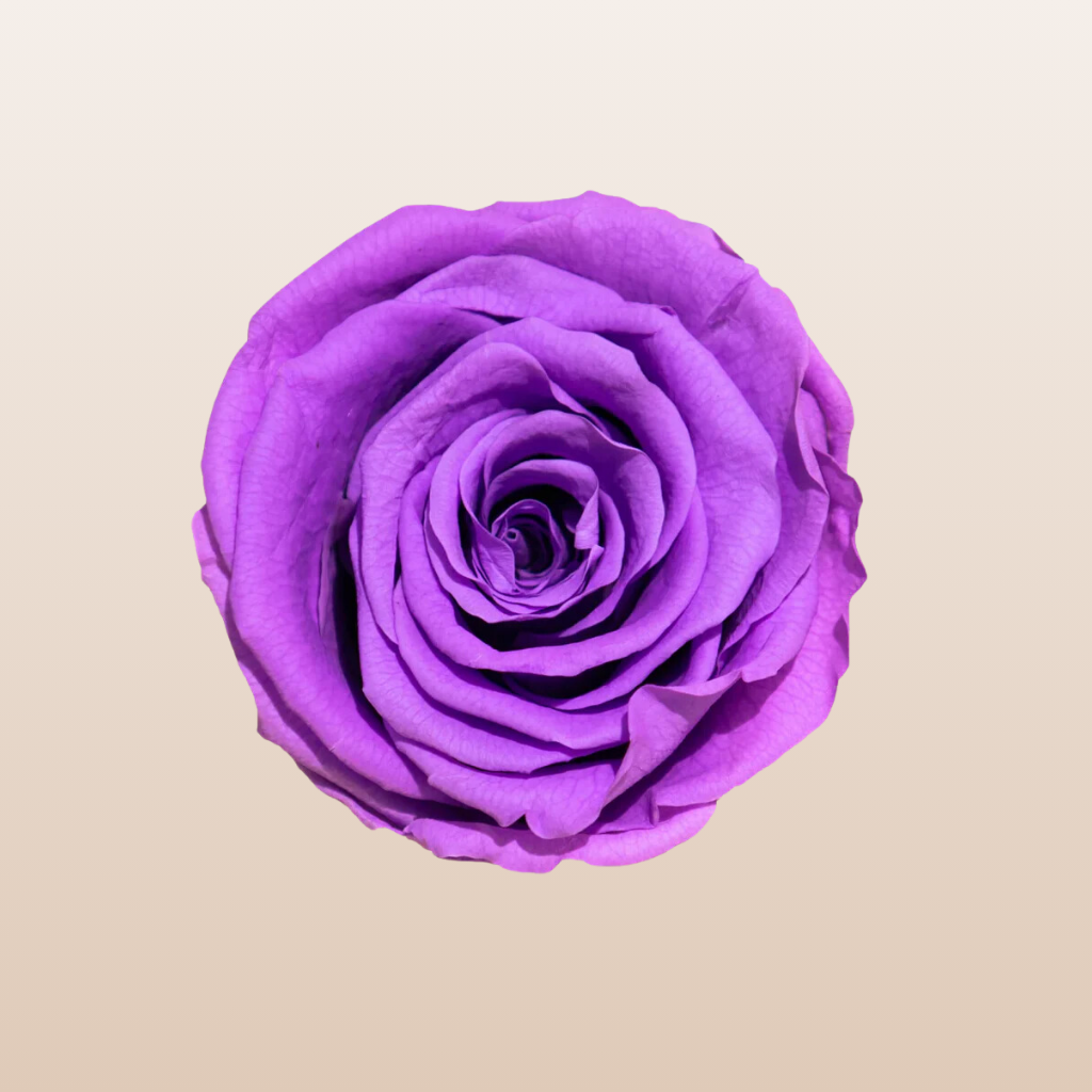 Preserved Roses Purple