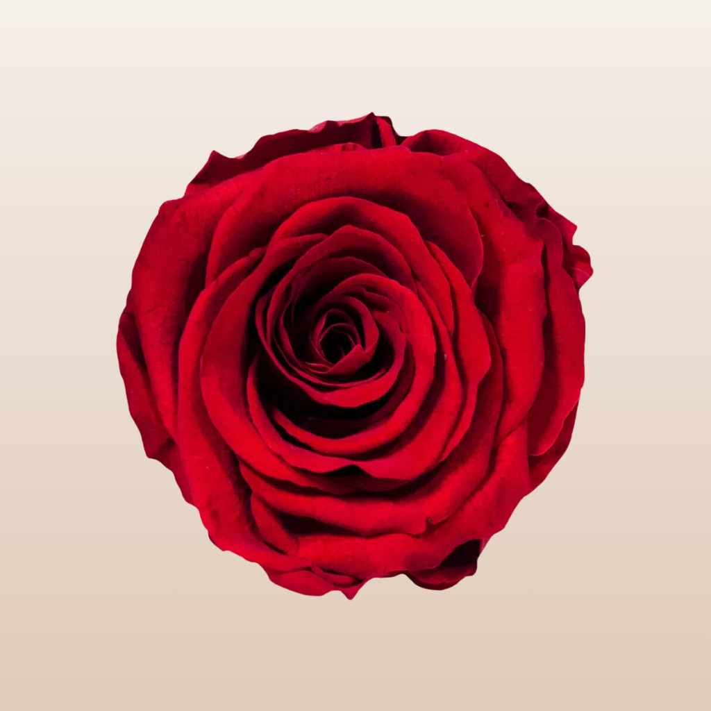 Preserved Roses Red