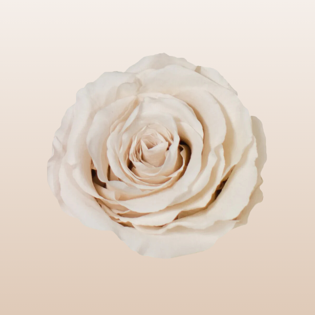Preserved Roses White