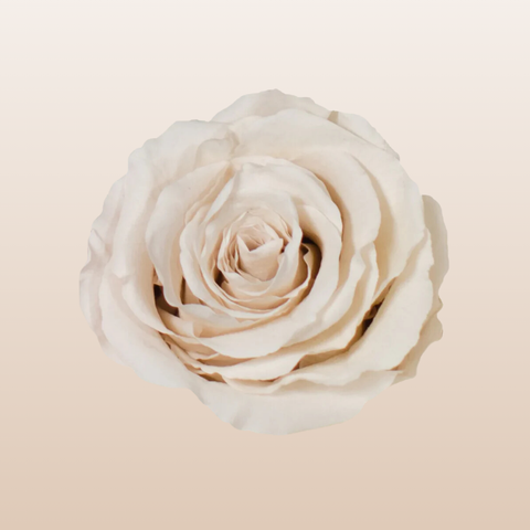 Preserved Roses White