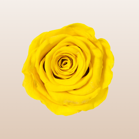 Preserved Roses Yellow