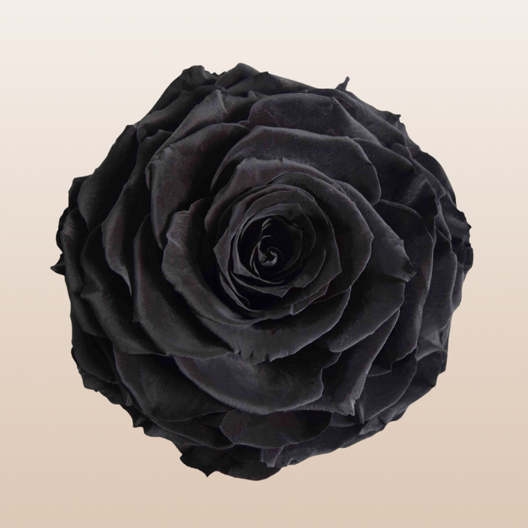 Preserved Roses Black