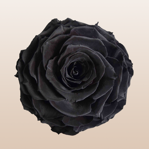 Preserved Roses Black