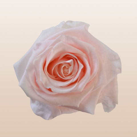 Preserved Roses Blush Pink