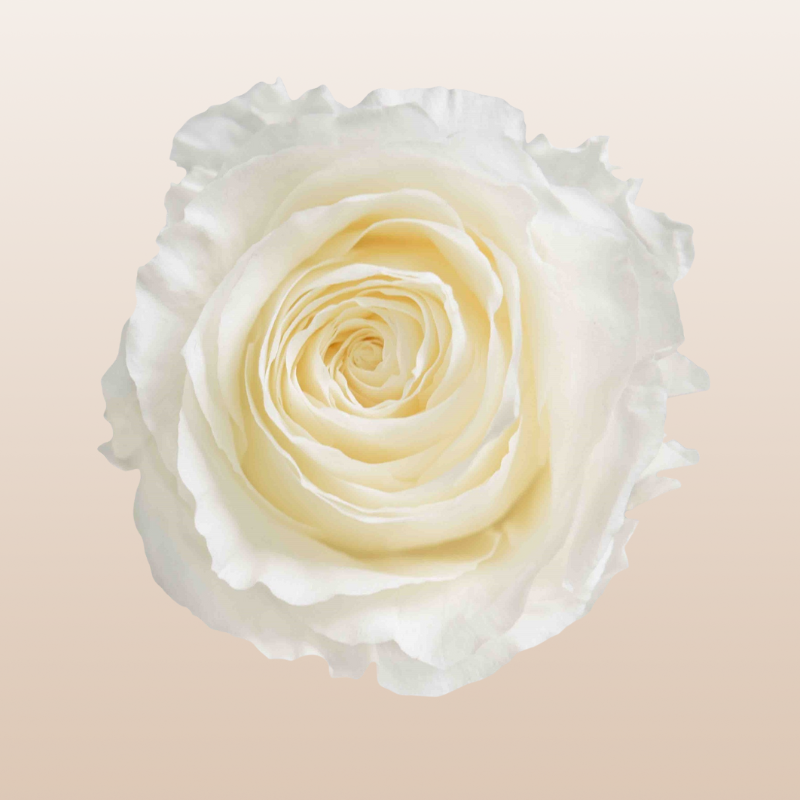 Preserved Roses Cream