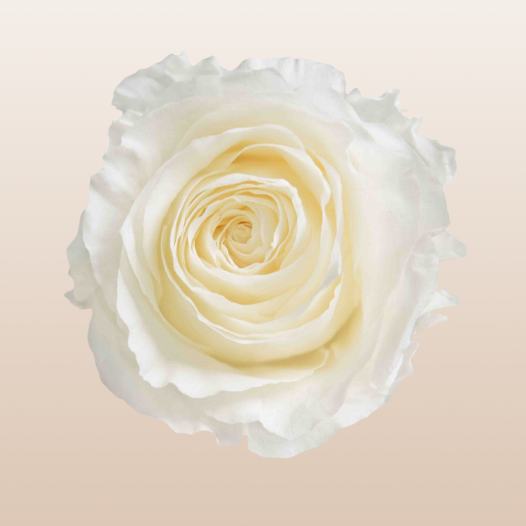 Preserved Roses Cream