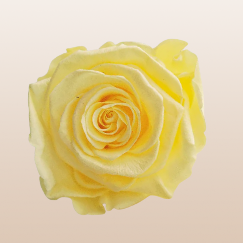 Preserved Roses Light Yellow