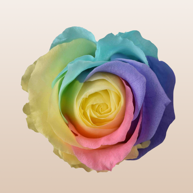 Eternal Roses Rainbow Pastel